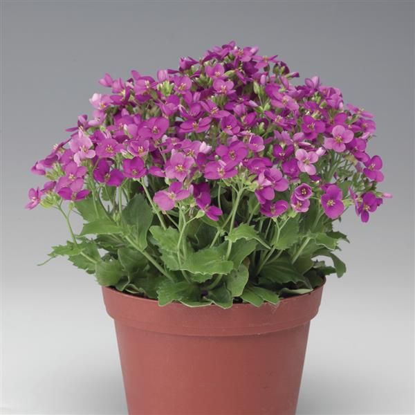 Arabis - Little Treasure: Deep Rose