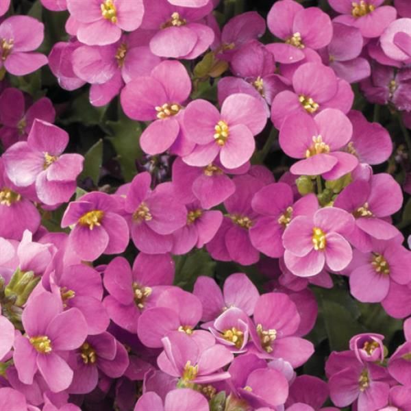 Arabis - Little Treasure: Deep Rose Arabis - Little Treasure: Deep Rose