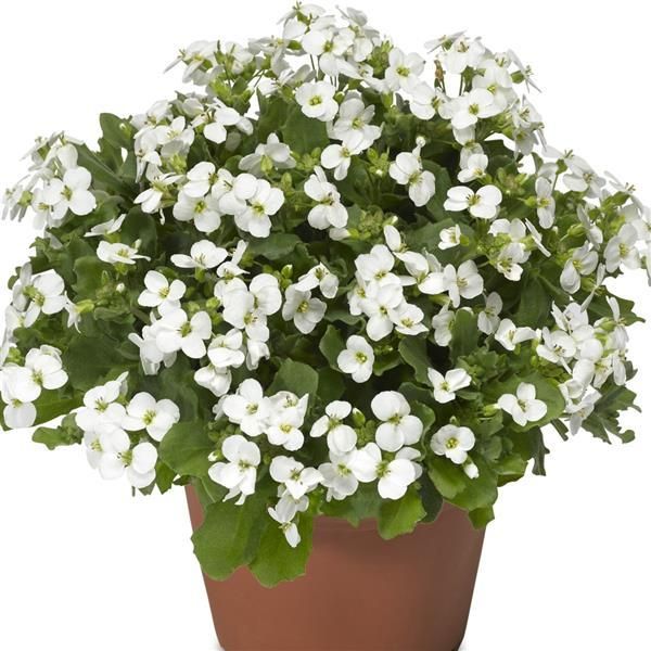 Arabis - Little Treasure: White