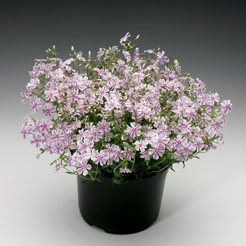 Phlox: Candy Stripe (Creeping Phlox)