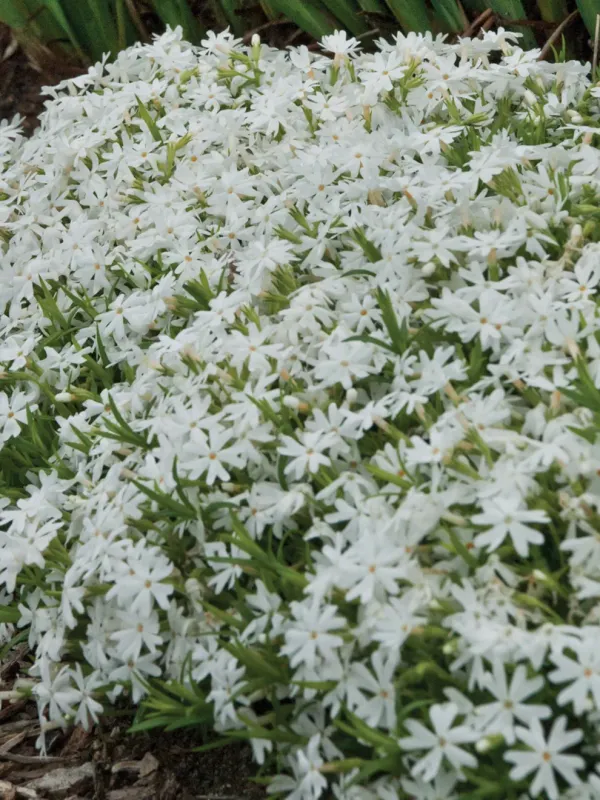 Phlox: White Delight (Creeping Phlox)