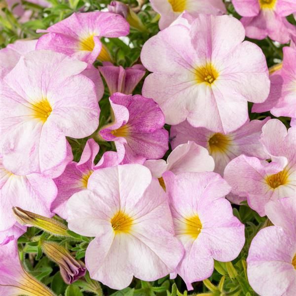 Petchoa - SuperCal: Premium Pink Mist Petchoa - SuperCal: Premium Pink Mist