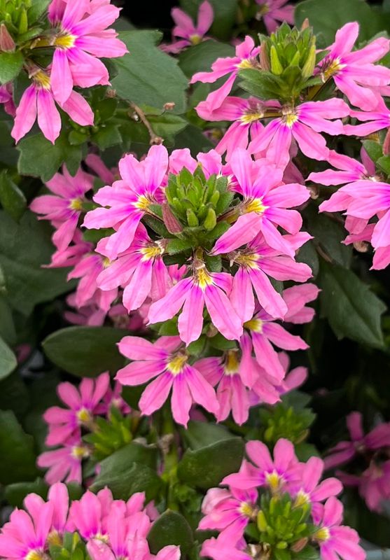 Scaevola - Scala: Pink Bird