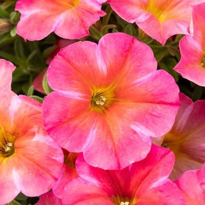 Petchoa - SuperCal: Premium Coral Star Petchoa - SuperCal: Premium Coral Star