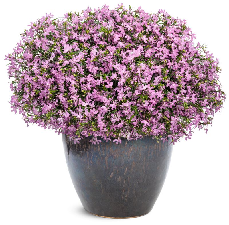 Lobelia - Laguna: Royale Pink