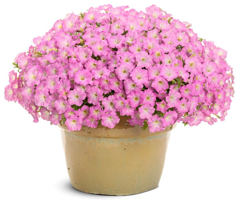 Petunia - Supertunia: Mini Vista Pink Cloud