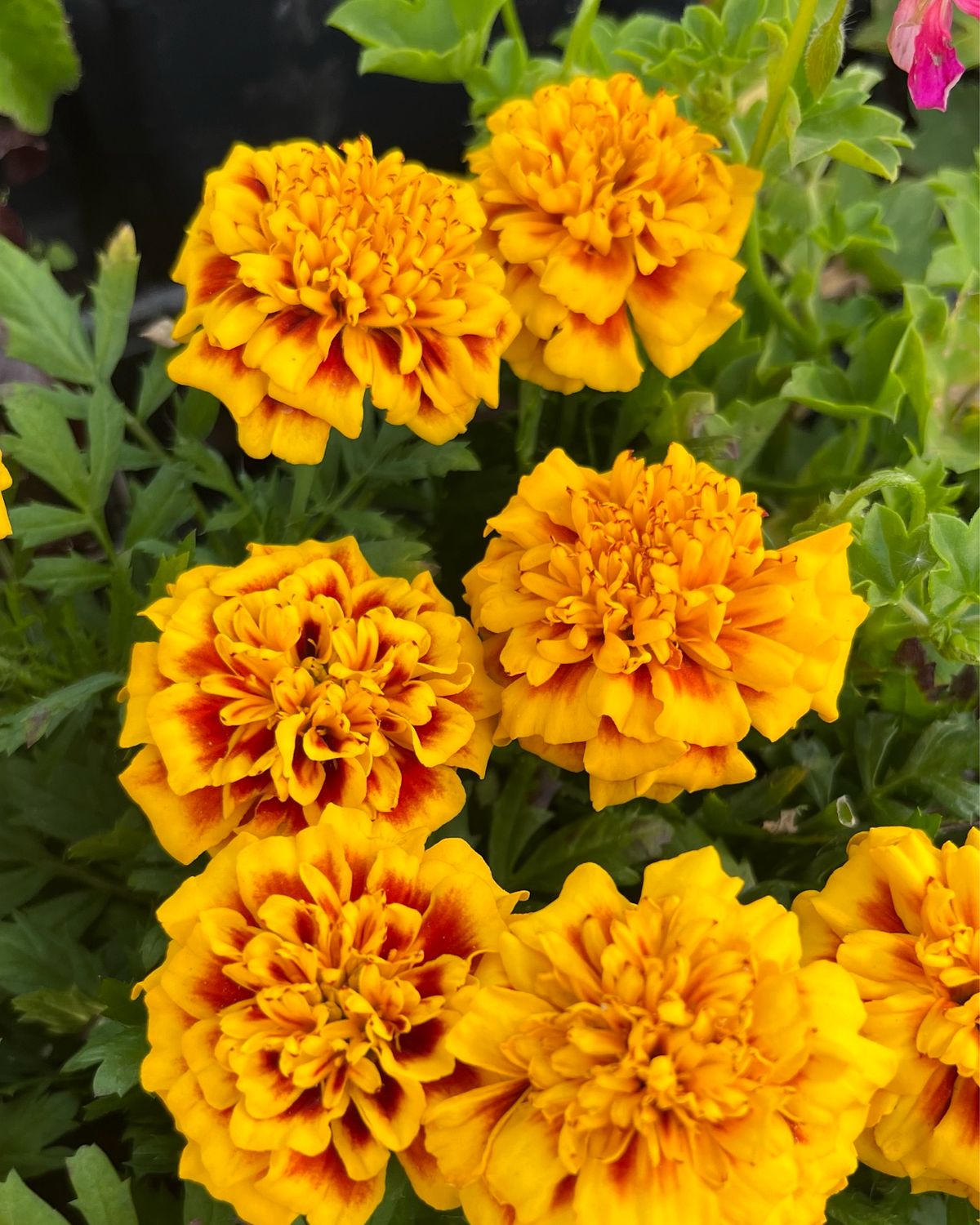 Marigold - Super Hero: Yellow Bee