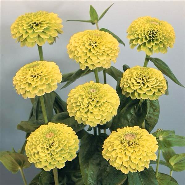 Zinnia: Benary's Giant Lime