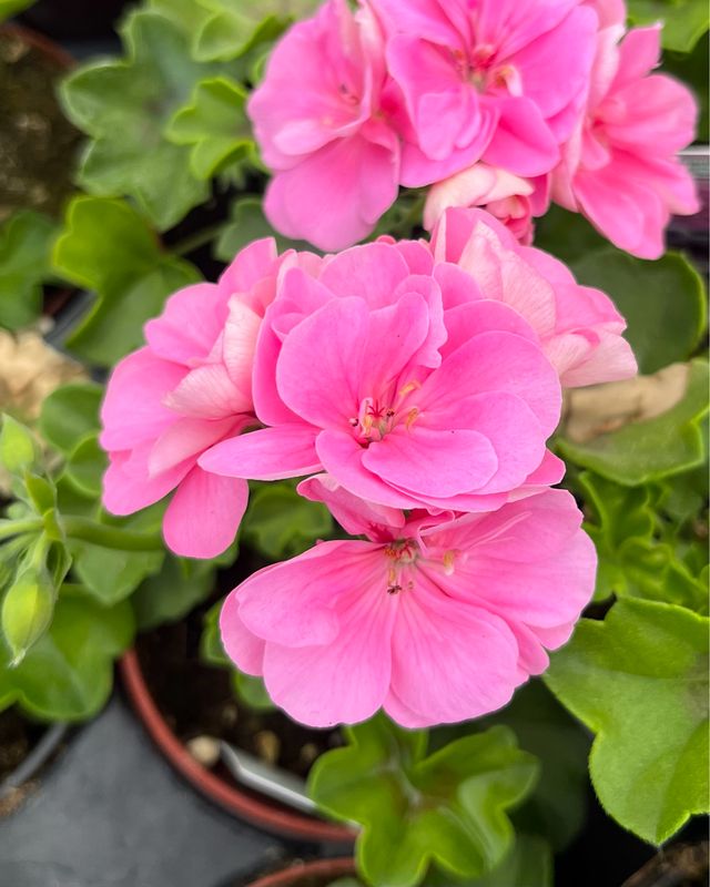 Ivy Geranium - Royal: Light Pink