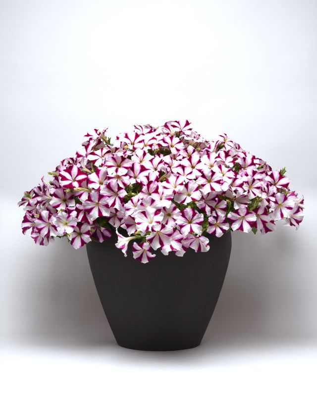 Petunia - Easy Wave: Burgundy Star