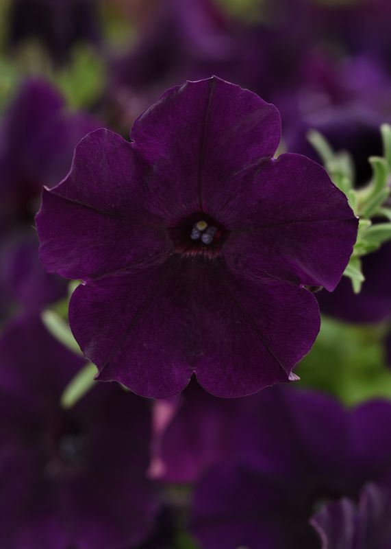 Petunia - Easy Wave: Navy Velour Petunia - Easy Wave: Navy Velour