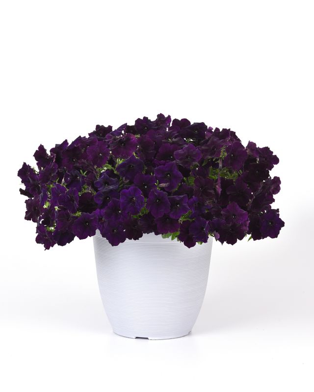 Petunia - Easy Wave: Navy Velour