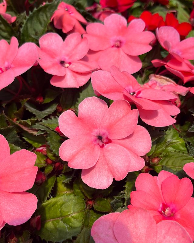 Impatiens - Sunpatiens: Compact Coral Pink