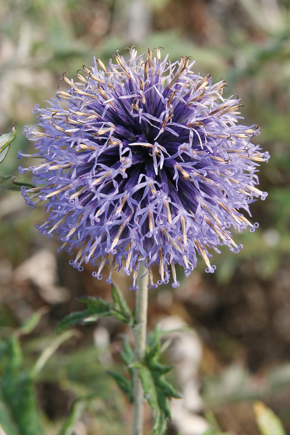 Echinops: Veitch's Blue (Globe Thistle)