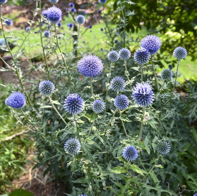 Echinops: Veitch's Blue (Globe Thistle)