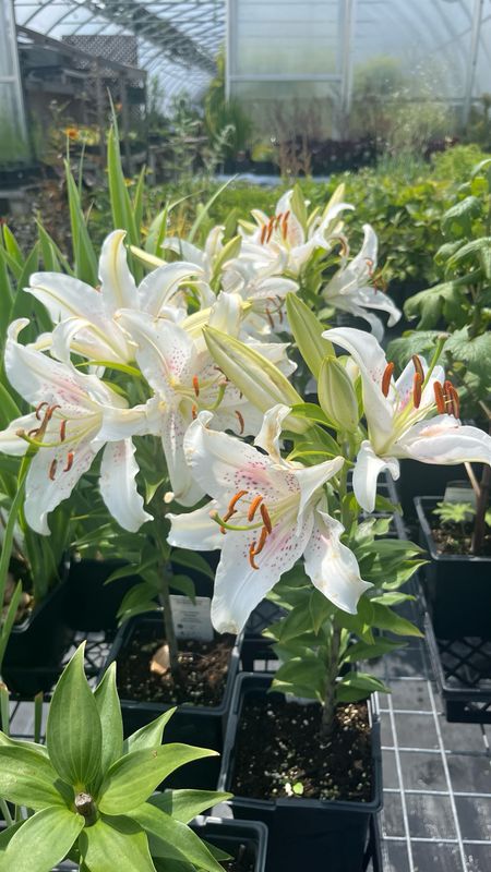 Lilium: Muscadet (Oriental Lily)