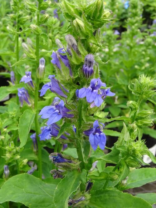Lobelia: Giant Blue (Cardinal Flower)