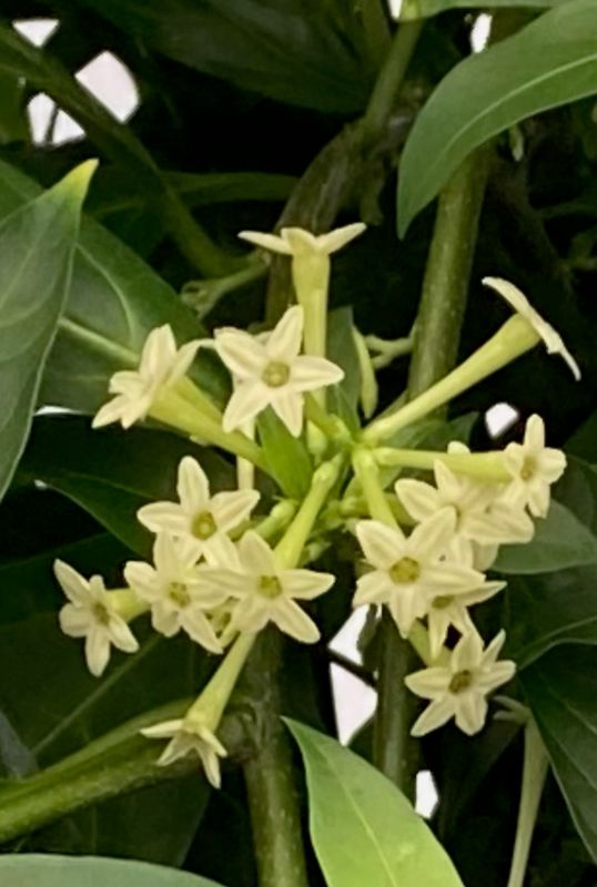 Cestrum Nocturnum (Night-Blooming Jasmine) Cestrum Nocturnum (Night-Blooming Jasmine)