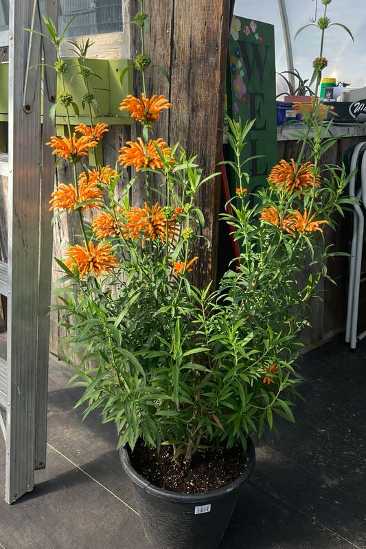 Leonotis Leonurus (Lion's Tail)