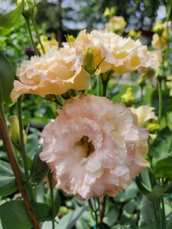 Lisianthus - Voyage 2: Champagne Lisianthus - Voyage 2: Champagne