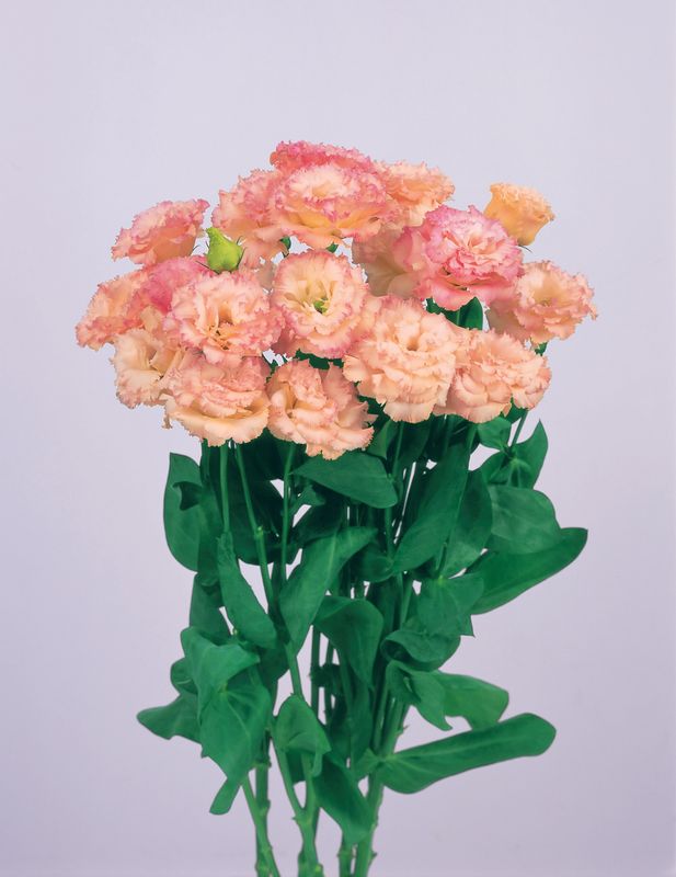 Lisianthus - Voyage 2: Champagne