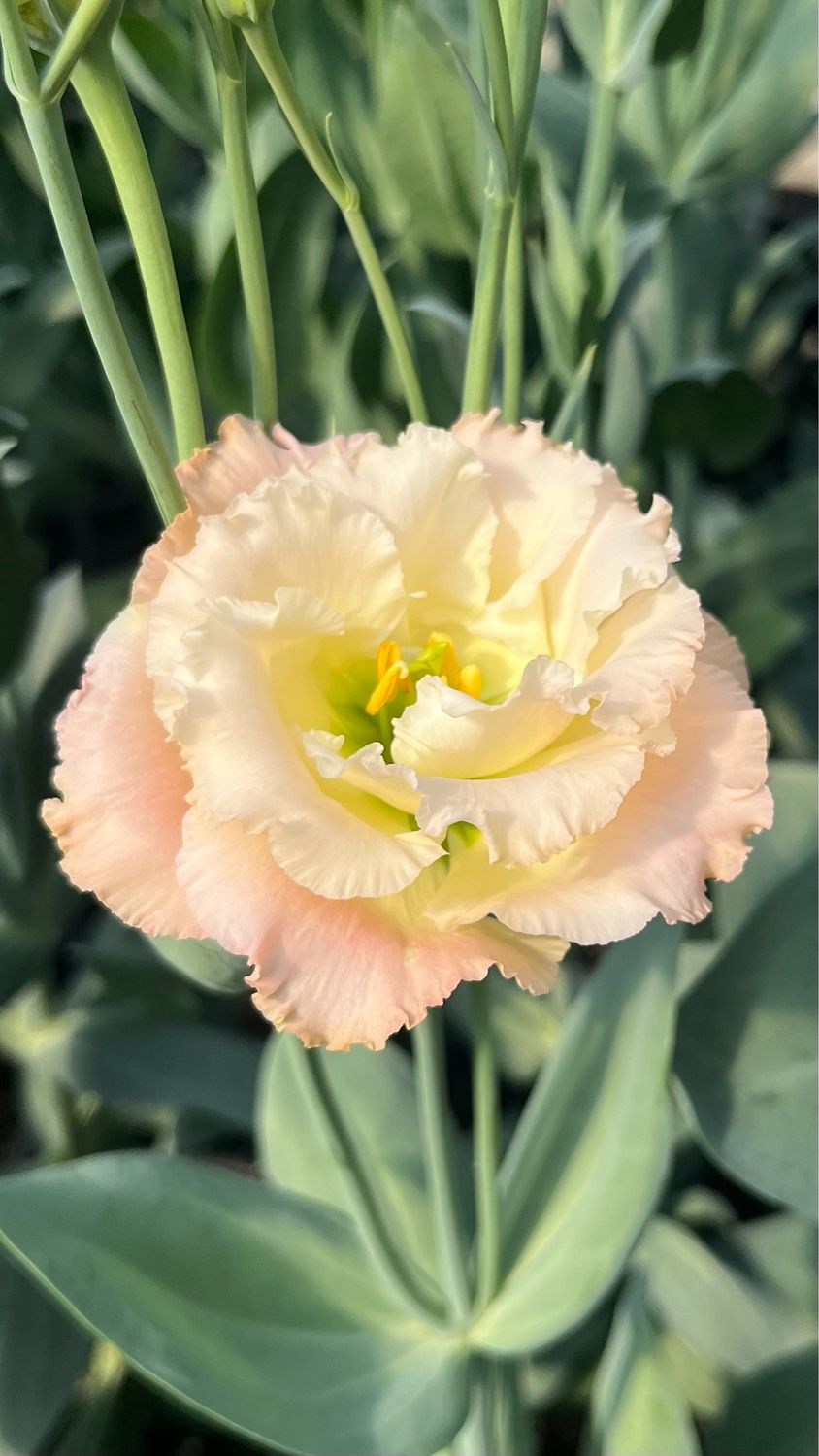 Lisianthus - Voyage 2: Champagne Lisianthus - Voyage 2: Champagne