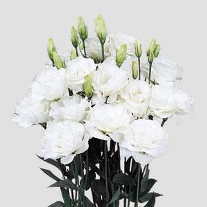 Lisianthus - Mariachi: Pure White