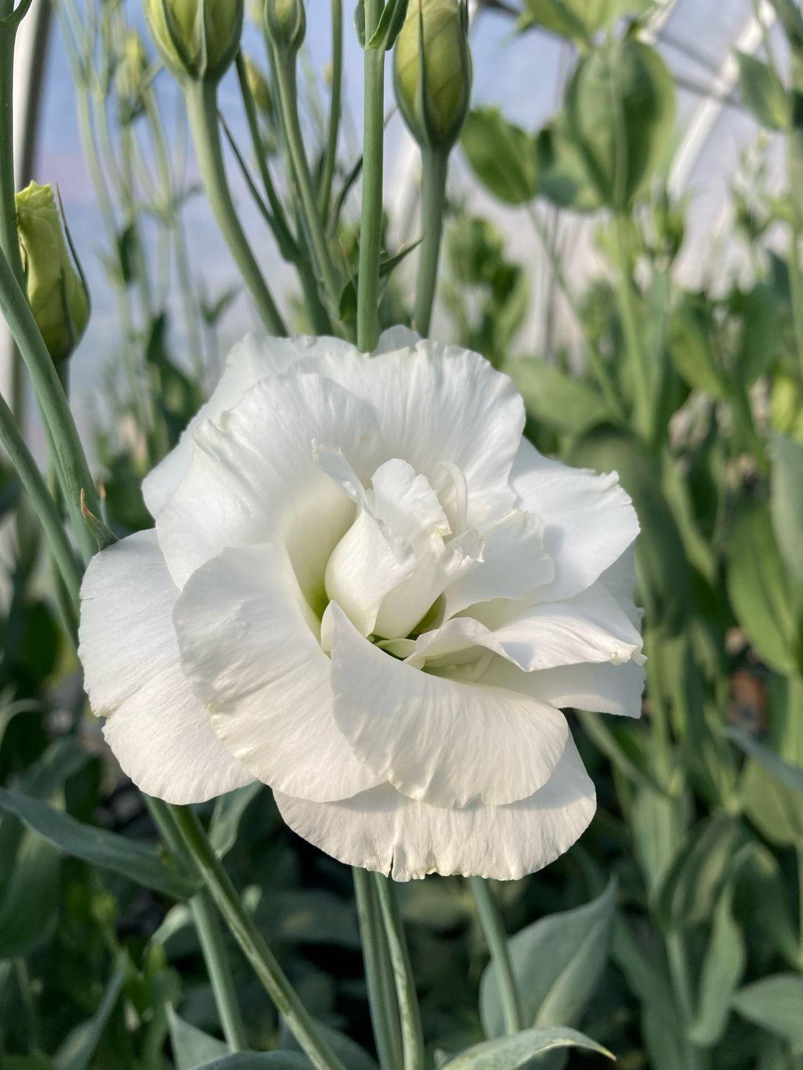 Lisianthus - Mariachi: Pure White Lisianthus - Mariachi: Pure White