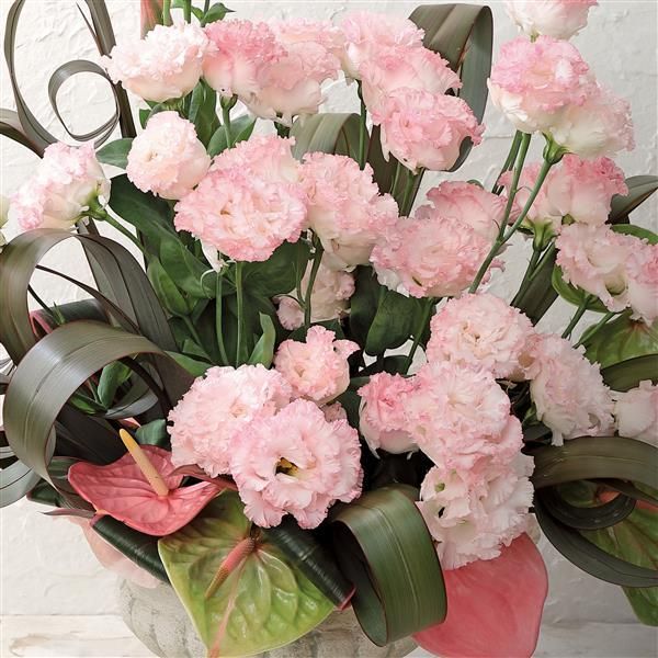 Lisianthus - Voyage 2: Pink II