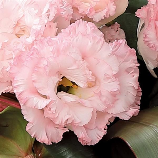 Lisianthus - Voyage 2: Pink II Lisianthus - Voyage 2: Pink II