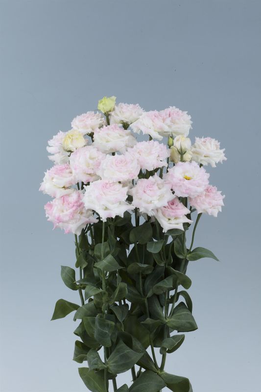 Lisianthus - Voyage 2: First Love