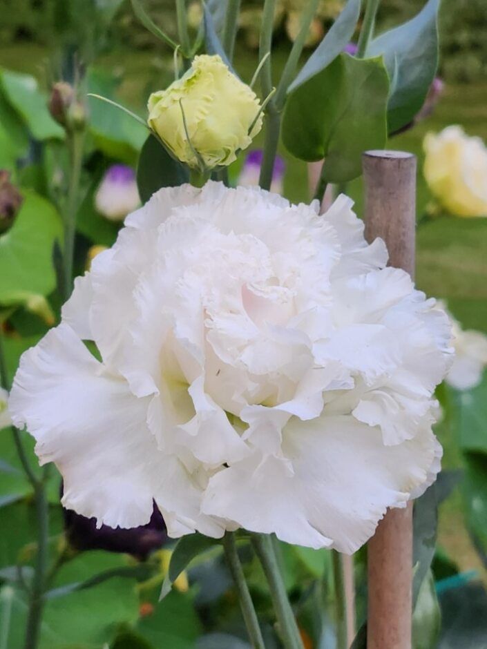 Lisianthus - Voyage 2: First Love Lisianthus - Voyage 2: First Love