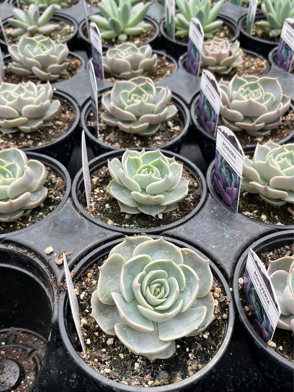 Echevaria: Lotus (Spoons)