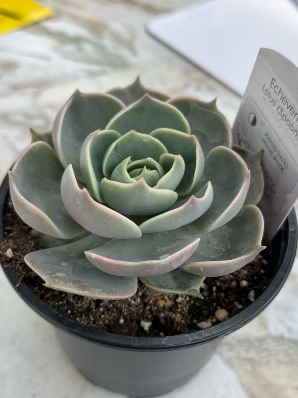 Echevaria: Lotus (Spoons)