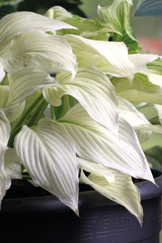 Hosta: White Feather