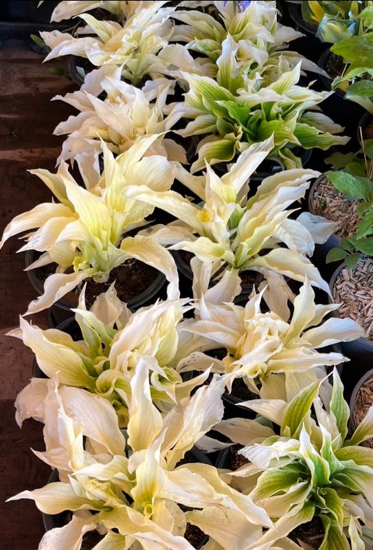 Hosta: White Feather
