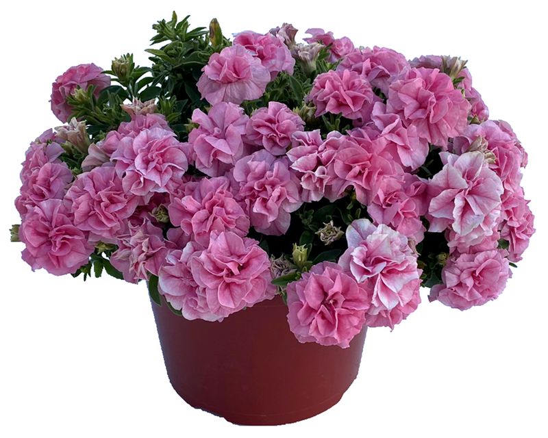 Petunia - Veranda: Double Victoria