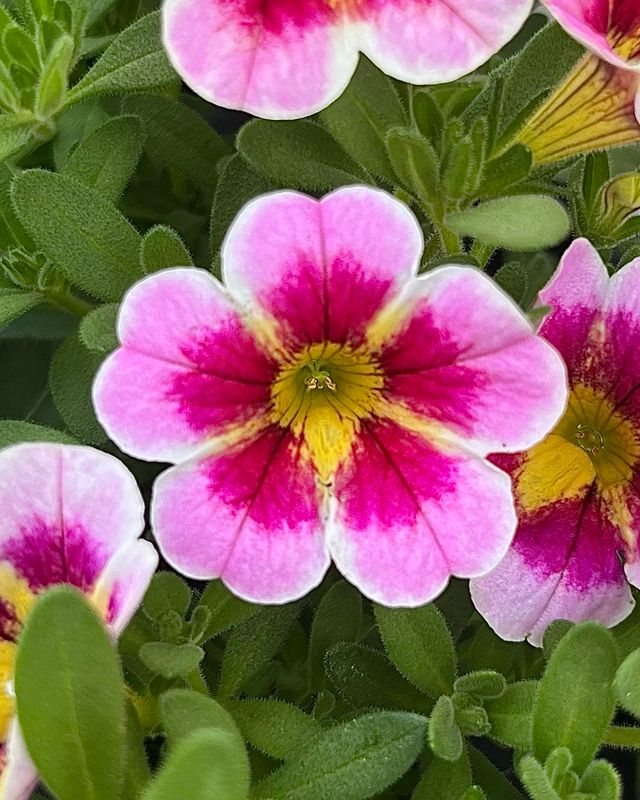 Calibrachoa - Caliloco: Frankenberry