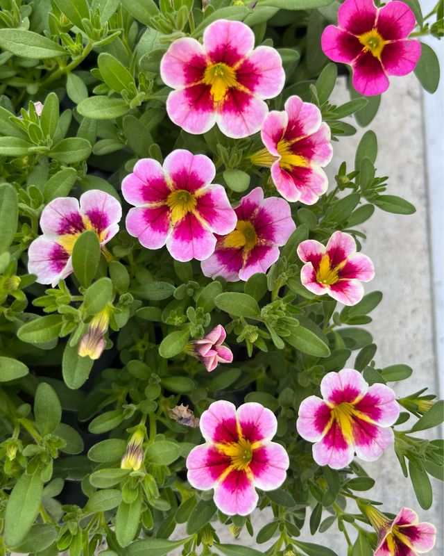 Calibrachoa - Caliloco: Frankenberry