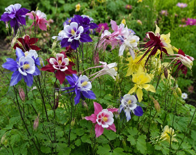 Columbine: McKana's Giants Mix