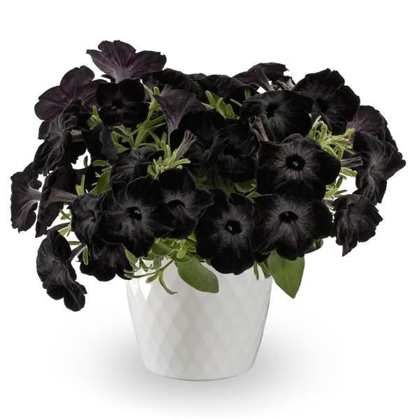 Petunia - Fun House: Black Widow