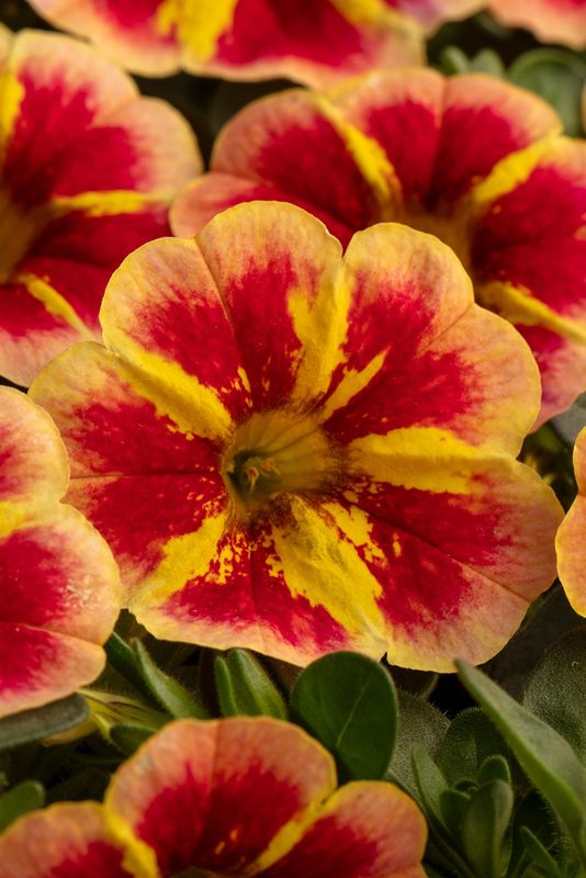 Calibrachoa - Caliloco: Starfire Orange Calibrachoa - Caliloco: Starfire Orange