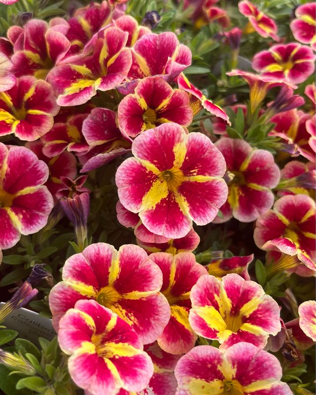 Calibrachoa - Caliloco: Starfire Orange