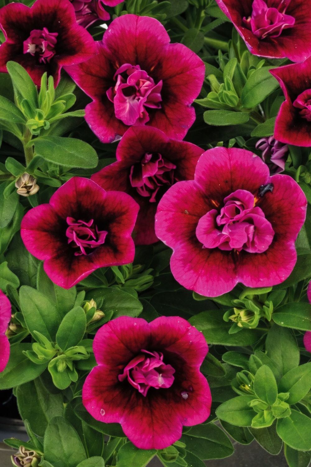 Calibrachoa - Celebration: Double Smokin Berry Calibrachoa - Celebration: Double Smokin Berry