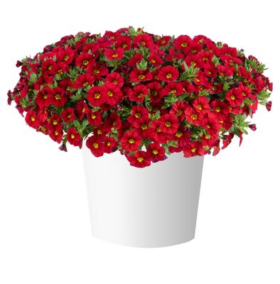 Calibrachoa - Lia: Chili Pepper