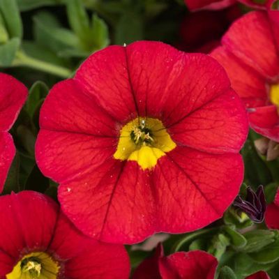 Calibrachoa - Lia: Chili Pepper