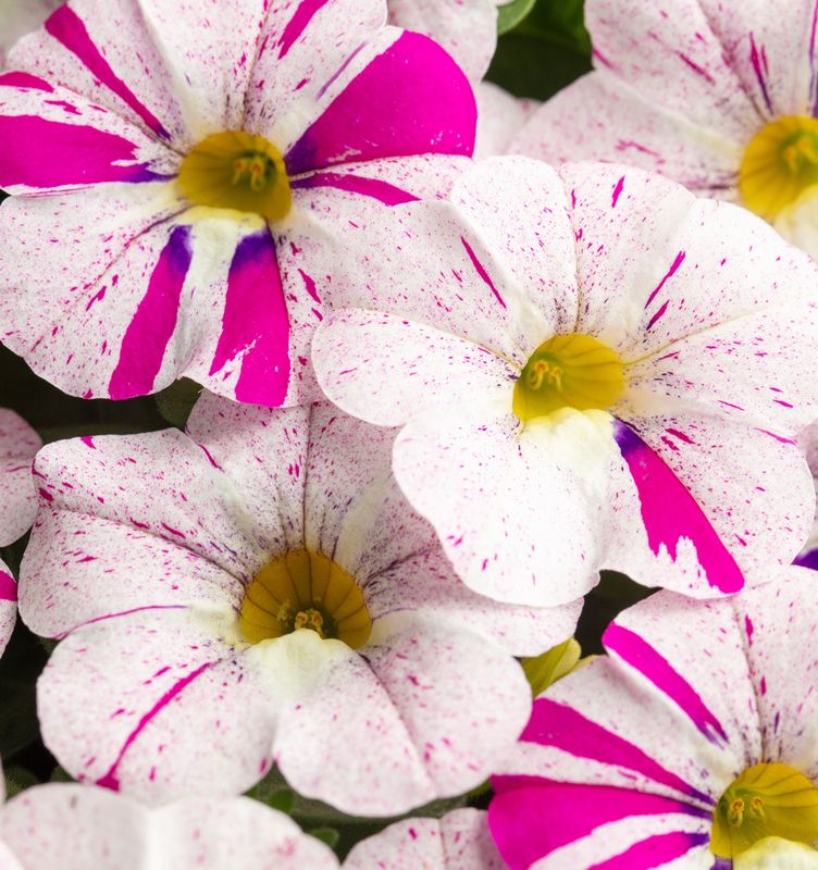 Calibrachoa - Caliloco: Graffitti Calibrachoa - Caliloco: Graffitti