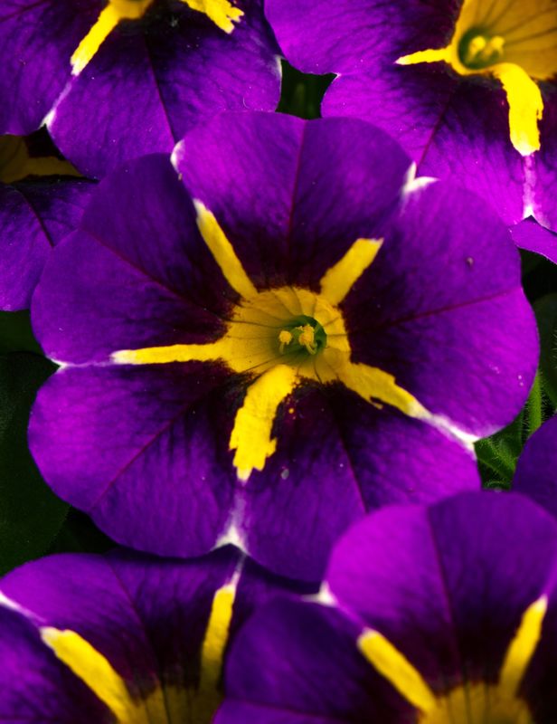 Calibrachoa - Caliloco: Starfire Blue Calibrachoa - Caliloco: Starfire Blue