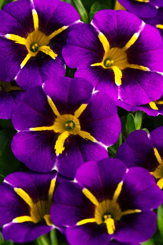 Calibrachoa - Caliloco: Starfire Blue
