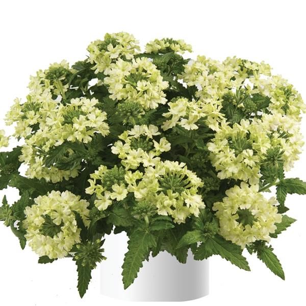 Verbena - Vanessa: Compact Lime